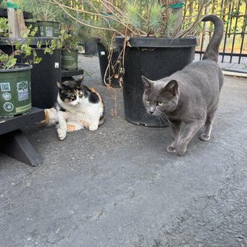 Selva Coffee House - cat x2 - Coffee Roasteries Near Me - San Diego, California