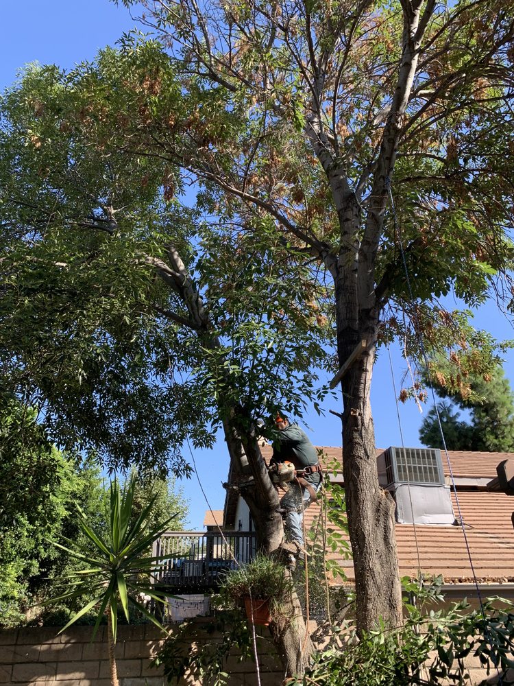 Father & Son Tree Service - tree service in Winnetka, CA