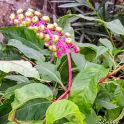 Comune di Procida - Autumn blooms (pre-CVD)