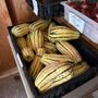 Island Harvest Farm