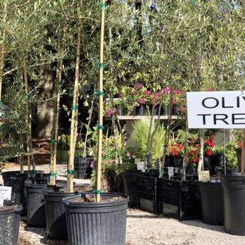 Quality Green Specialists - Quality Green Specialists - Nurseries & Gardening Near Me - Deland, Florida Quality Green Specialists - Quality Green Specialists - Nurseries & Gardening Near Me - Deland, Florida
