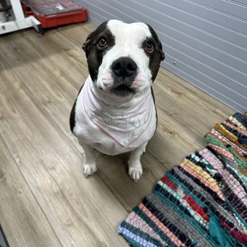 Shelby's Mobile Pet Grooming - Pet Groomers Near Me
