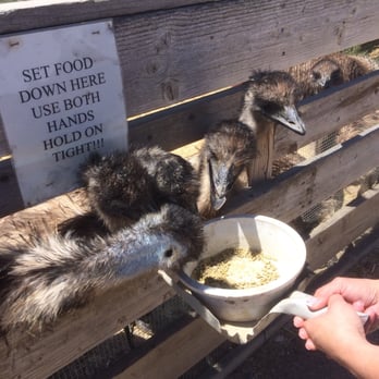 Ostrichland USA - Feeding the emus. - Attraction Farms Near Me - Solvang, California Ostrichland USA - Feeding the emus. - Attraction Farms Near Me - Solvang, California