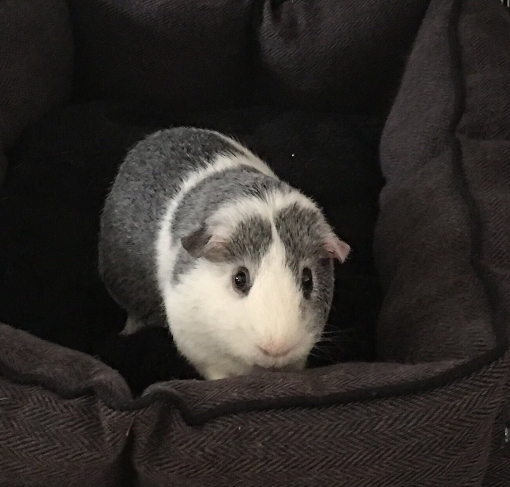 PUTNAM VETERINARY CLINIC Updated August 2024 10 Photos & 28 Reviews