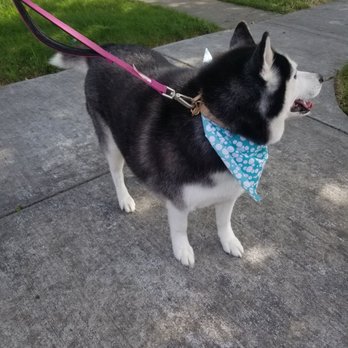 D'tails Pet Salon - Pet Groomers Near Me - Lodi, California D'tails Pet Salon - Pet Groomers Near Me - Lodi, California