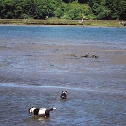 Rovers RV Park - Doggies having fun in the water.