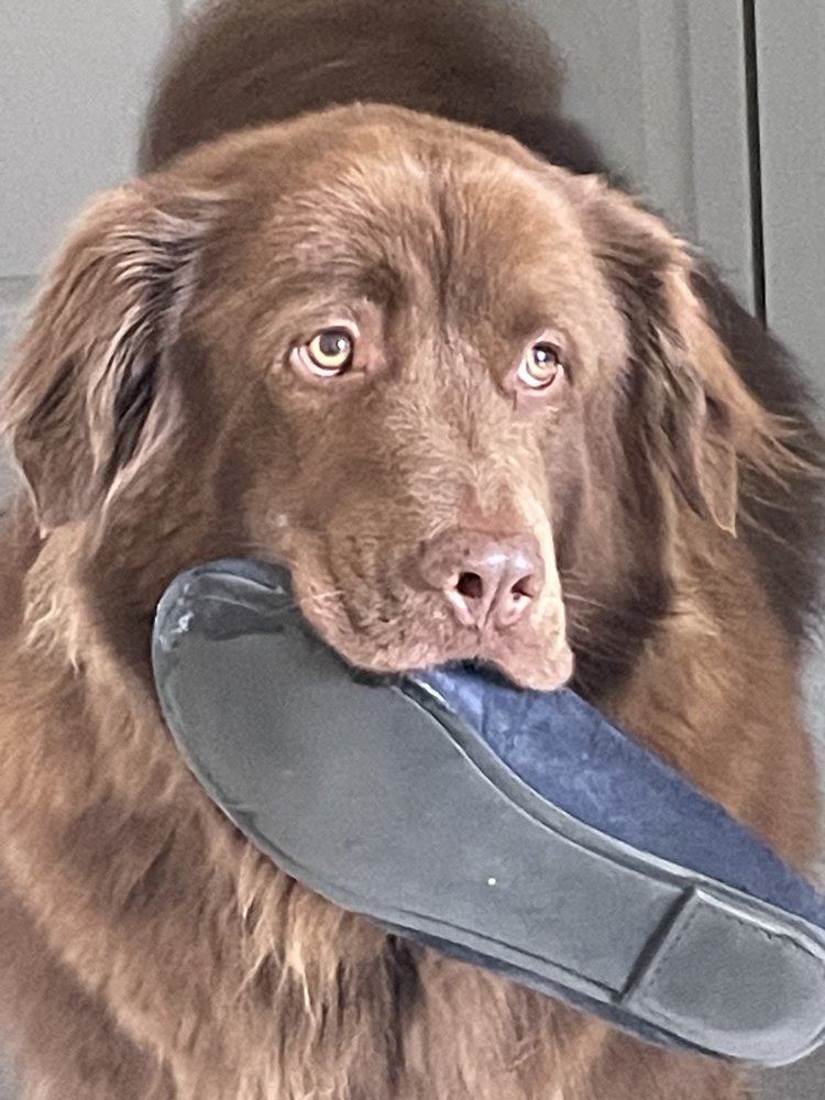 THE DOG HOUSE PET RESORT Updated October 2024 14 Reviews S3791