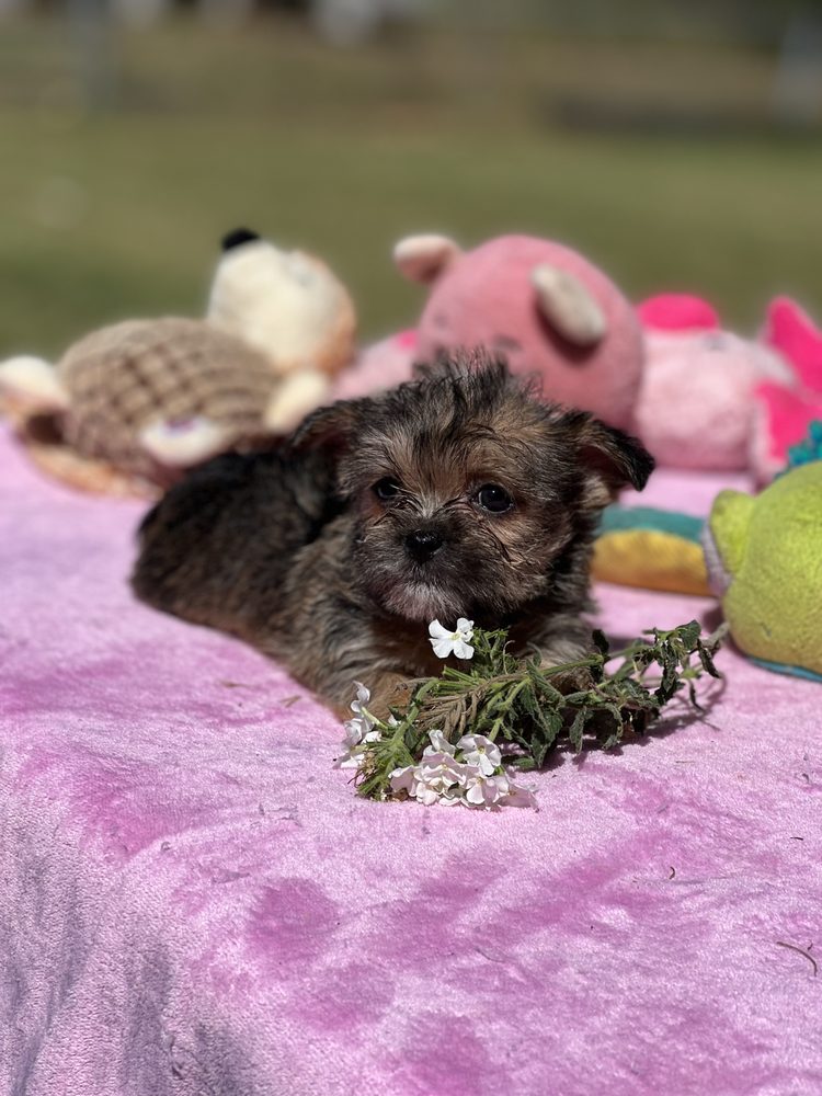 Oodles Of Poodles & Doodles Image