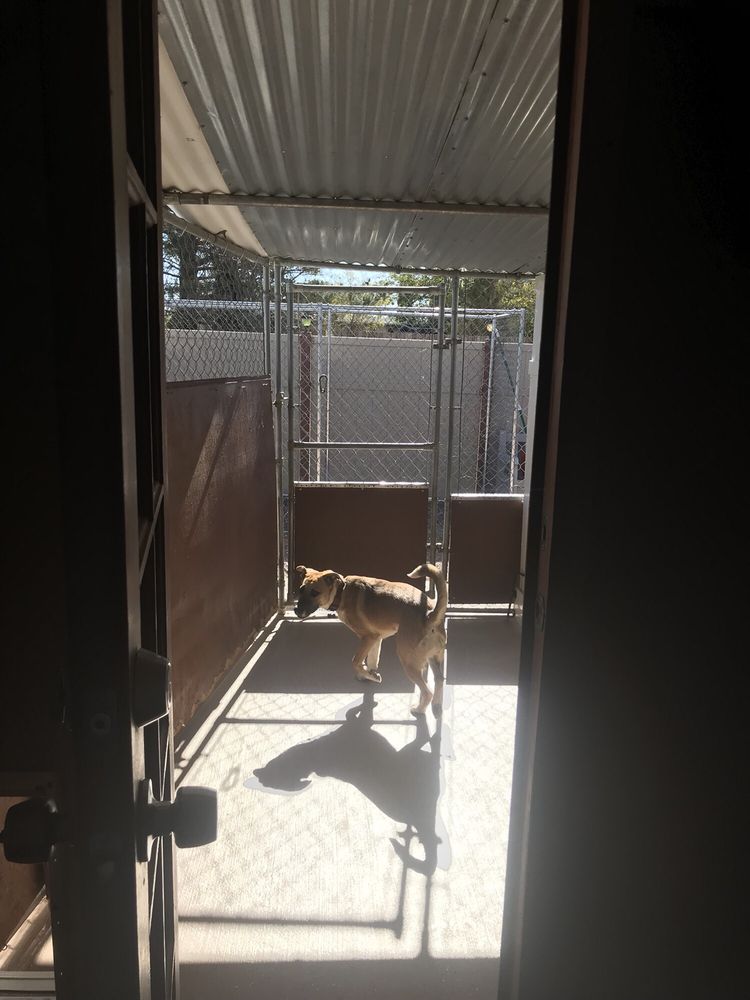 ALEX’S DOGGY DAYCARE SUITES Updated July 2024 14 Reviews 26199 US