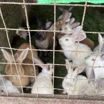 El Merendero del Lobo - Last, but not least some bunnies - Mexican Near Me - Maneadero, BCN