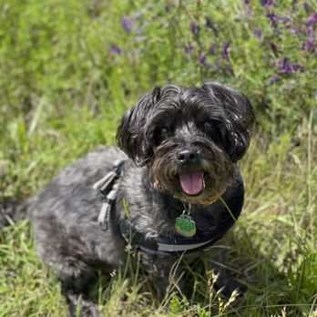 EC Petcare - Pet Sitting Near Me EC Petcare - Pet Sitting Near Me