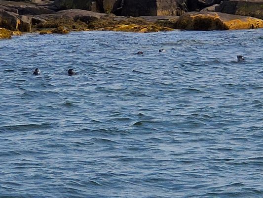 Lulu Lobster Boat Ride by null