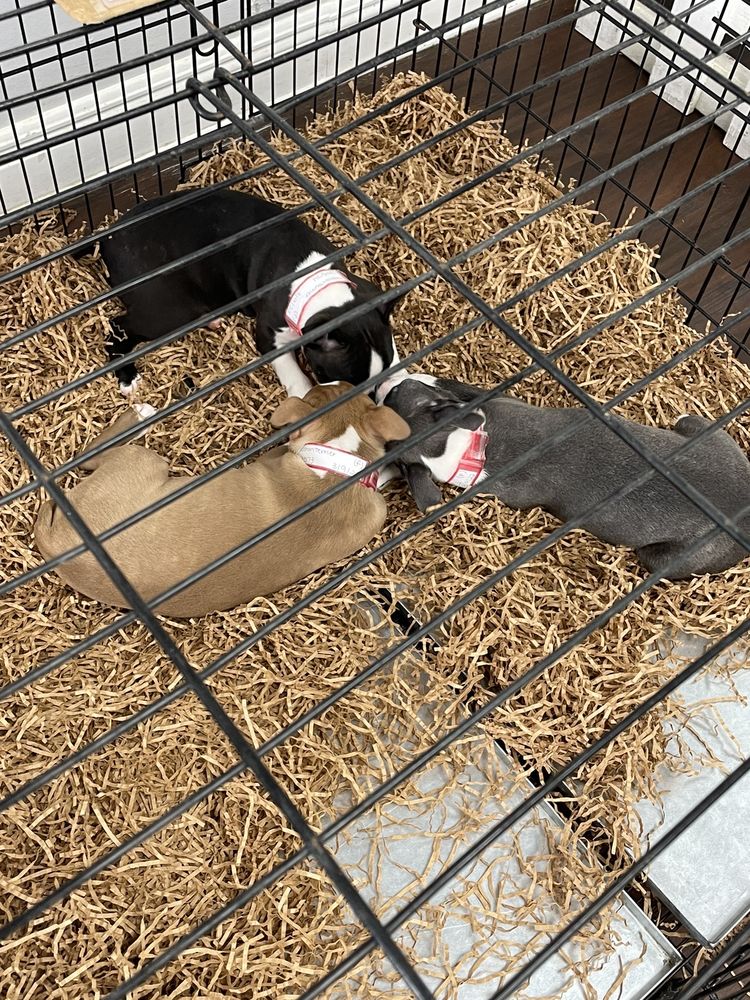 All About Puppies Image