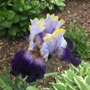 The Growing Place Garden Center - Beautiful iris that followed me home - Nurseries & Gardening Near Me - Naperville, Illinois The Growing Place Garden Center - Beautiful iris that followed me home - Nurseries & Gardening Near Me - Naperville, Illinois