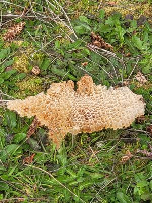 Alluvial Farms by null