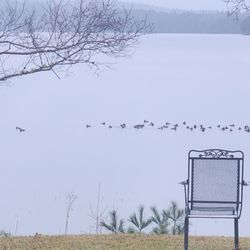 Alamoosook Lakeside Inn - Watching the ducks and geese float by the dining room.