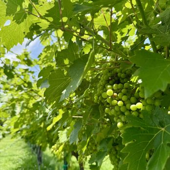 Pecan Creek Winery - Wineries Near Me - Muskogee, Oklahoma Pecan Creek Winery - Wineries Near Me - Muskogee, Oklahoma