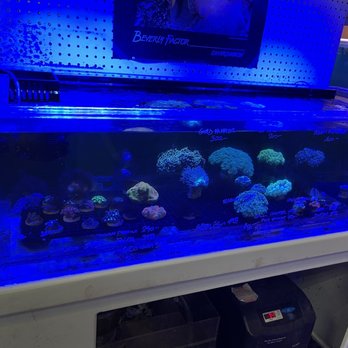 Jan's Tropical Fish - Local Fish Stores Near Me - Montclair, California Jan's Tropical Fish - Local Fish Stores Near Me - Montclair, California