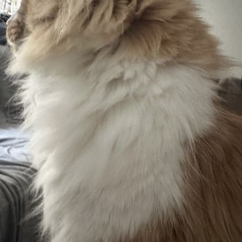 Purely Paws - After bad cut - Pet Groomers Near Me - La Grange, Illinois