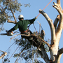 Photo of Above & Beyond Tree Service