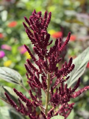 Billings Farm & Museum by null Billings Farm & Museum by null