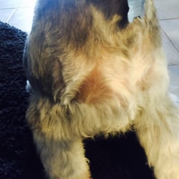 The staffs were friendly, but some of my dog skin are broken and some of the hair are not cut equally like lost the part of hair The staffs were friendly, but some of my dog skin are broken and some of the hair are not cut equally like lost the part of hair