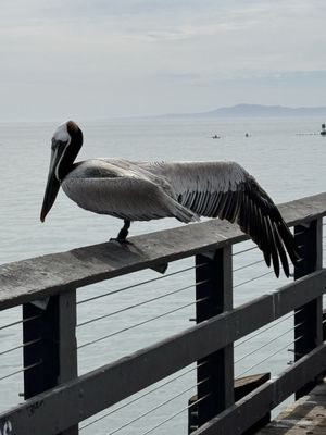Santa Barbara Shellfish Company by null