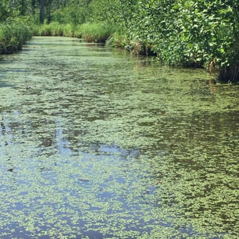 Parc Nature Eco-Odyssée - Beautiful green plants floating on top of the water - Parks Near Me - Wakefield, Quebec