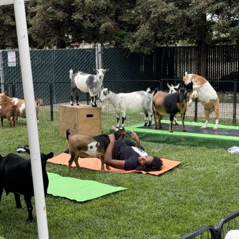 Goat Pose Yoga - Goat Yoga - Yoga Near Me Goat Pose Yoga - Goat Yoga - Yoga Near Me