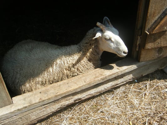 Coggeshall Farm Museum by null