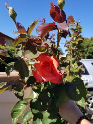 Cottage At Artesia Gardens by null