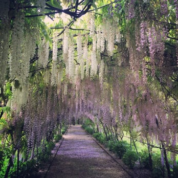 Il Borro Relais and Chateaux - Wisteria in bloom - Hotels Near Me - Loro Ciuffenna, AG