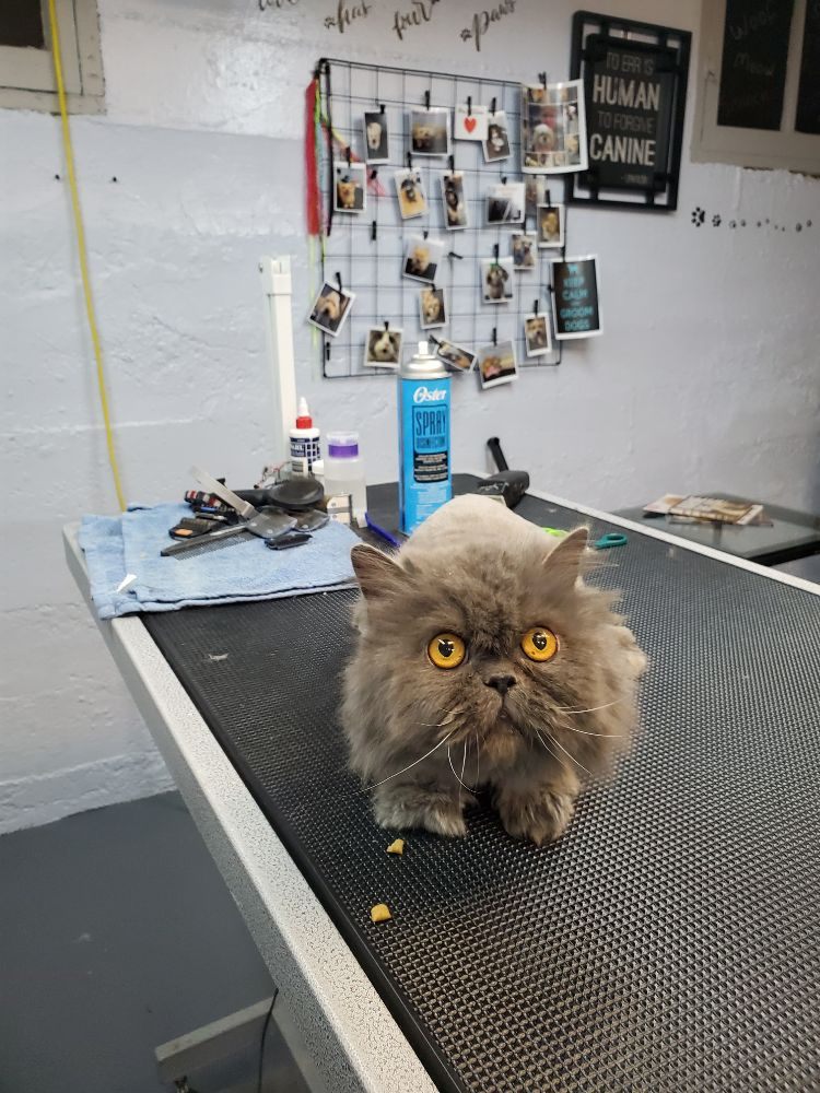 ATTITUDES WITH TAILS Updated September 2024 30 Photos 200 Anna St