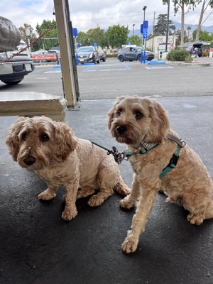 Hot Dogs Depot by null