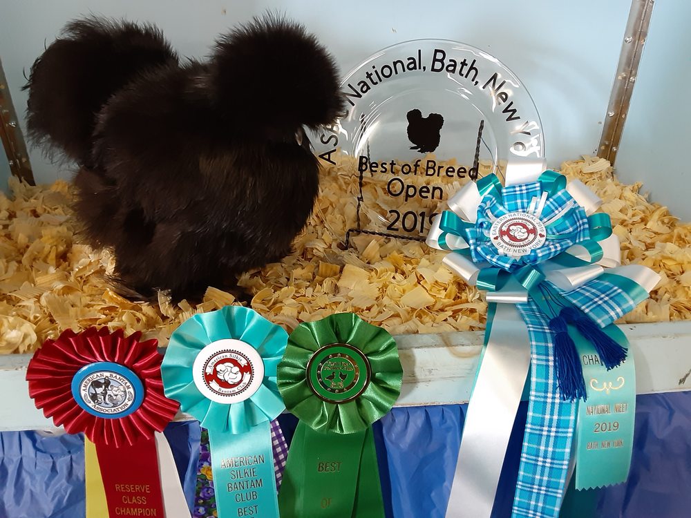 NORTHAMPTON COOP AUCTION Updated August 2024 12 Photos 353 Long