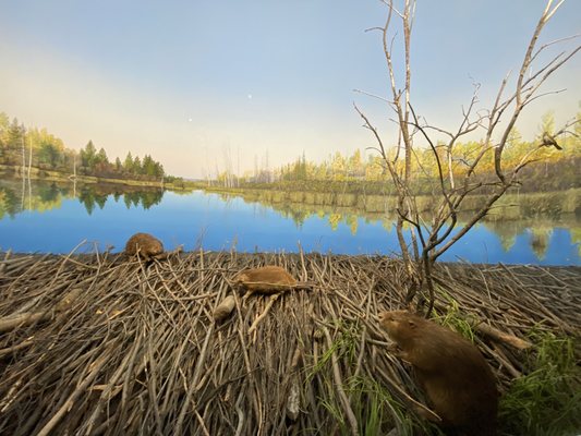 Royal Alberta Museum by null
