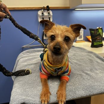 Modern Animal Glendale - Bean before her examination :) - Veterinarians Near Me - Glendale, California Modern Animal Glendale - Bean before her examination :) - Veterinarians Near Me - Glendale, California