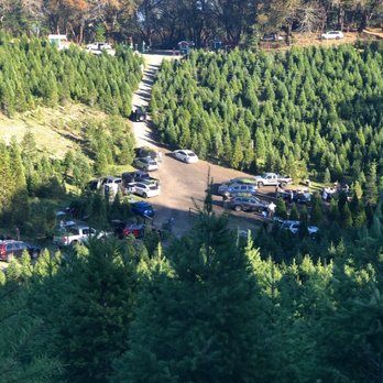 Frosty's Christmas Tree Farm - Frosty's tree farm is majestic - Christmas Trees Near Me - Los Gatos, California