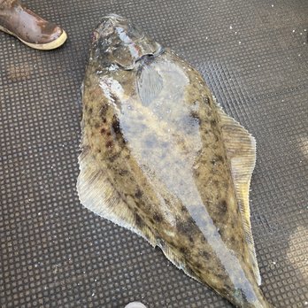 North Country Halibut Charters - 81pound halibut - Fishing Near Me - Homer, Alaska North Country Halibut Charters - 81pound halibut - Fishing Near Me - Homer, Alaska
