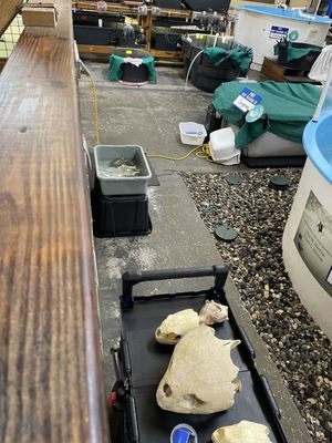 Georgia Sea Turtle Center by null
