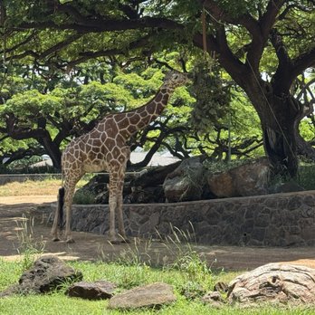Honolulu Zoo - Zoos Near Me - Honolulu, Hawaii