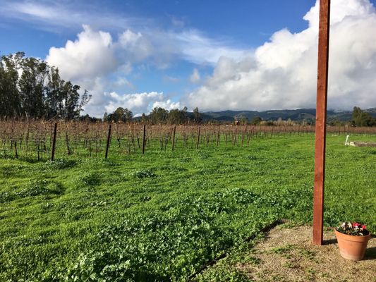 Canihan Wines by null