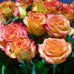 I received THE MOST BEAUTIFUL arrangement from here!!! They lasted for over a week and smelled as good as they looked! No filters needed! I received THE MOST BEAUTIFUL arrangement from here!!! They lasted for over a week and smelled as good as they looked! No filters needed!