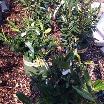 Smart Gardens - Laurel - Nurseries & Gardening Near Me - Spokane, Washington Smart Gardens - Laurel - Nurseries & Gardening Near Me - Spokane, Washington