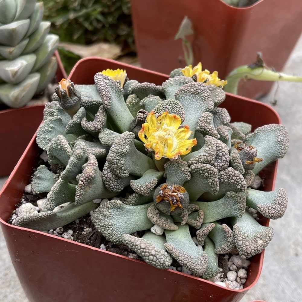 California Cactus Ranch - Love my new succulent. $ 7.49 - Nurseries & Gardening Near Me - Reseda, California California Cactus Ranch - Love my new succulent. $ 7.49 - Nurseries & Gardening Near Me - Reseda, California
