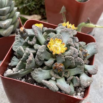 California Cactus Ranch - Love my new succulent.  $ 7.49 - Nurseries & Gardening Near Me - Reseda, California