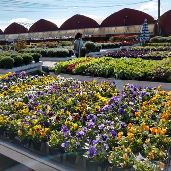 Catapano Farms - Lot's of fall flowers - Florists Near Me - Southold, New York Catapano Farms - Lot's of fall flowers - Florists Near Me - Southold, New York