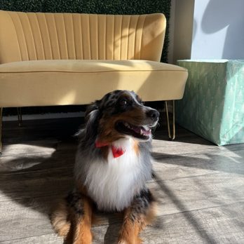 Pecas Grooming Salon - Jimmy Page - Pet Groomers Near Me - Sanford, Florida