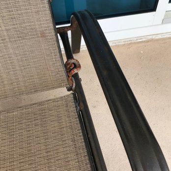 Kaiser Realty - Snake wrapped around on of the rusted patio chairs in #218, Lighthouse in Gulf Shores. - Vacation Rental Agents Near Me - Gulf Shores, Alabama Kaiser Realty - Snake wrapped around on of the rusted patio chairs in #218, Lighthouse in Gulf Shores. - Vacation Rental Agents Near Me - Gulf Shores, Alabama