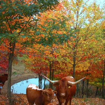 Dickinson Cattle - Dickinson Ranch website stock photo - Fall in the Appalachian Foothills - Pet Stores Near Me - Barnesville, Ohio Dickinson Cattle - Dickinson Ranch website stock photo - Fall in the Appalachian Foothills - Pet Stores Near Me - Barnesville, Ohio